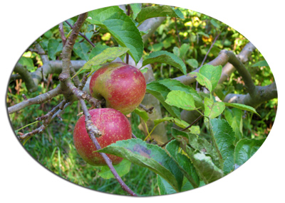 Erntezeit-Apfelbaum